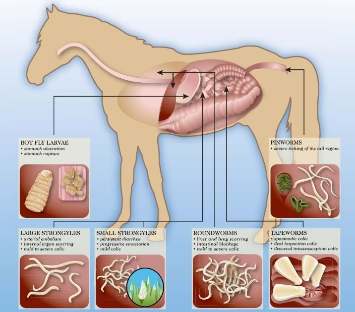 horse parasites