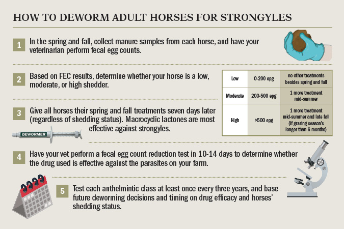 HowtoDewormHorsesStronglyles LARGE