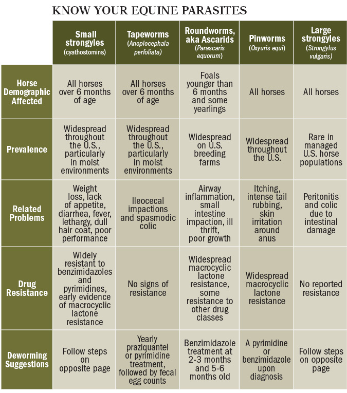 KnnowYourParasites 4pts Chart keepbig