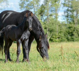 Equine Deworming Guide