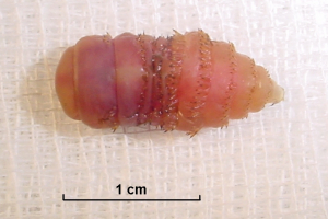 Bot Fly Larvae